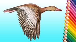To be able to submerge more easily, the diving ducks are heavier than dabbling ducks, and therefore have more difficulty taking off to fly. Learn How To Draw A Realistic Flying Duck Step By Step How To Draw Birds Youtube