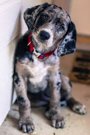 10 Amazing Dog Rescue Groups To Donate To Before The End Of The Year Dogtime Puppies Bluetick Coonhound Leopard Dog
