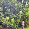 Check out our fiddle leaf fig selection for the very best in unique or custom, handmade pieces from our craft supplies & tools shops. 1