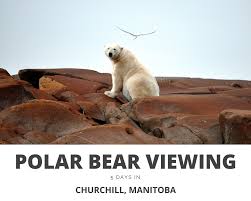 To be fair, the polar bear capital of the world is close, but also far. 5 Days In Churchill Manitoba Footloose Freya