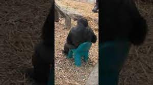 Gorilla sitting down on chair. Yes The Gorilla Is Sitting In A Chair Youtube