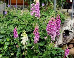Suchen oder inserieren sie neue oder gebrauchte angebote mit kleinanzeigen aus dem bereich pflanzen & garten. Pflanzen Im Garten Garten Wissen
