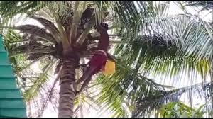 Coconut Tree Trimming Coconut Tree Stump Removal Tree Trimming Stump Removal Tree Stump