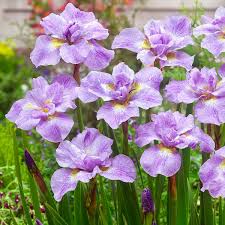 Japanische Pracht Iris Rikugi Sakura Schwertlilie Sakura Pflanzen