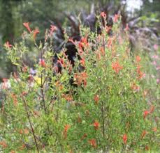 Image result for Anisacanthus