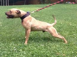 The american pit bull terrier is loyal, tough on itself, and tenacious. Mr Mayhem Tom Garner Kennels
