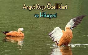 angut kusu ozellikleri ve hikayesi bilgiliev