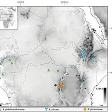 Image result for Crateranthus congolensis