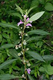 Image result for Gymnosporia buchananii