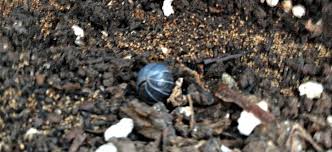 Should a gardener see pill bugs in the garden and suspect them of damaging their plants, while that is possible, more likely it is a slug or some other garden pest doing. Organic Pest Control And The Roly Poly Growing Spaces