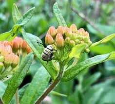 How to get free milkweed seeds. Friends Of Sp Nature Park Get Free Milkweed Seeds To Help Save The Western Monarch The South Pasadenan South Pasadena News