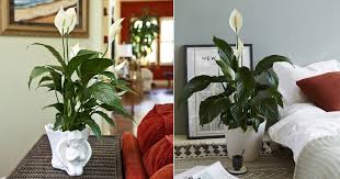 Eating just a small amount of a leaf or flower petal, licking a few pollen grains off its fur while grooming, or drinking the water from the vase. 8 Amazing Peace Lily Benefits Proven In Studies Balcony Garden Web