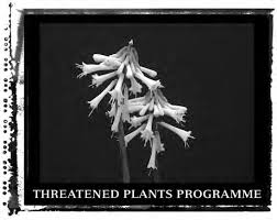 Image result for Vangueriopsis lanciflora