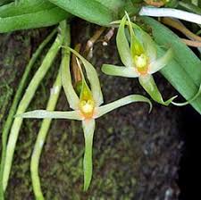 Image result for Angraecum moandense