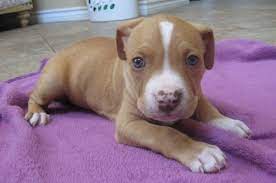 Omg Give Me Him Now Red Nose Pitbull Puppies Pitbull Puppies Red Pitbull