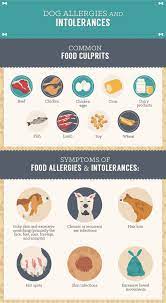 I also learned that dogs that are allergic to chicken may react to eggs, turkey and other poultry. Why You Should Make Healthy Homemade Dog Treats Food Wine