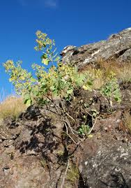 Image result for Lopholaena brickellioides