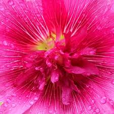 If you're in search of the best pink flower wallpaper, you've come to the right place. Pink Colour Flowers 1024x1024 Wallpaper Teahub Io