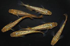 めだかの館のブログ - ムラゴン