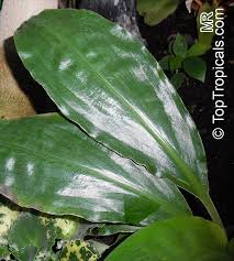 Image result for Palisota