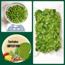 Prickly pears and other opuntia species are very popular desert cacti grown as houseplants. 24 Tortoise Superfood Opuntia Ficus Indica Prickly Pear Cacti And Much More Ideas Prickly Pear Cactus Prickly Pear Superfood