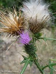 Image result for Cirsium