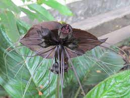 This Is The Chinese Black Bat Flower No Points For Guessing How It Got Its Name The English Garden Tegmagazin English Garden Bat Flower Planting Flowers