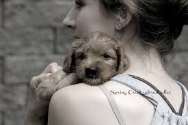 Below is our list of labradoodle breeders in oregon, usa. Labradoodle Puppies For Sale Alaa Wala Certified Breeder Scl