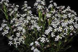Some of the most exotic scented flowers are night bloomers! Top 10 Flowers That Bloom At Night Pouted Com