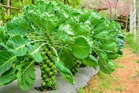 We did not find results for: How To Plant Grow And Harvest Brussels Sprouts
