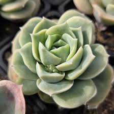 Image result for Cotyledon barbeyi