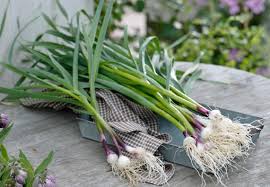 Daß man knoblauch erst im zweiten jahr ernten kann, ist mir neu. Mit Obi Knoblauch Selber Pflanzen Wachst Gut Schmeckt Gut Tut Gut