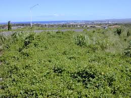 Image result for Neonotonia wightii