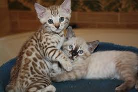 The Cutest Mink Snow Bengal And Seal Lynx Point Snow Bengal Bengal Cat Asian Leopard Cat Bengal Kittens For Sale