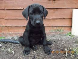 Rhodesian ridgeback labrador mix provine de la doi câini musculari, care sunt cunoscuți pentru loialitatea lor, naturile afectuoase și nivelul ridicat de energie. Rhodesian Ridgeback Labrador Mix Cute Dogs Gallery Honden