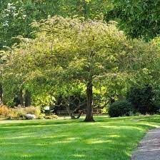 Vous trouverez ici des suggestions d'arbres que vous pourriez planter dans votre jardin. Arbres Gamm Vert