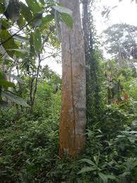 Image result for Fernandoa