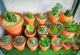 Banyak macam jenis kaktus hias seperti kaktus mini ariocarpus. Tanam Kaktus Paling Senang Nak Jaga Nak Pastikan Subur Ada Juga Tipnya Keluarga