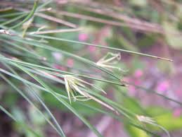 Image result for Actinoschoenus