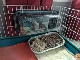 If the litter tray becomes heavily soiled your guinea pigs might find another spot for their toilet business so it's important you regularly change the soiled litter to encourage them to use it. Easy Guinea Pig Litter Box Diy Danielle