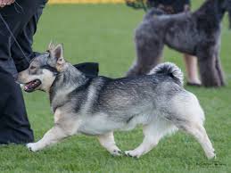 Our swedish vallhund puppies for sale come well socialized in a family home, wormed, vaccinated, microchipped, registered with the nzkc (dogs new zealand) and a life time of breeder support. Swedish Vallhund Breeder Of Excellence