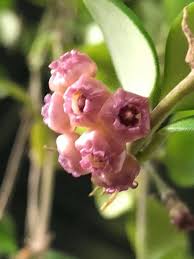 Hoya Heuschkeliana Pink Is Tiny But So Intricate The Blooms Are Often Missed Hidden Amongst The Foliage Hoya Plants Wax Flowers Planting Flowers