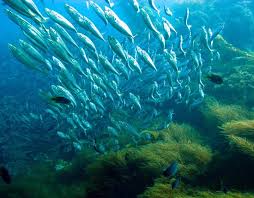 Jack Mackeral Casino Point Dive Park Picture Of Diving Catalina Avalon Tripadvisor