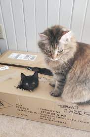 Hello this is all part of the learning curve for such a young kitten. We Recently Adopted A 10 Week Old Kitten And I Was Worried About How Our Older Cat Would React To The Newcomer Whack A Cat Has Become Her New Favorite Game Apparently Aww