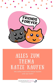 Darauf Kannst Du Beim Katzen Kauf Achten Mamaskind De Katzen Kaufen Katzen Katzenspielzeug