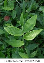 Image result for Arthraxon