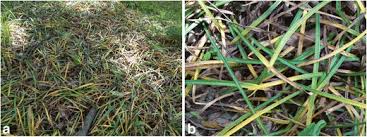 It's an excellent option for a decorative, contemporary. The Occurrence Of Leaf Blight On Ophiopogon Japonicus Caused By Phyllosticta Ophiopogonis In Korea Springerlink