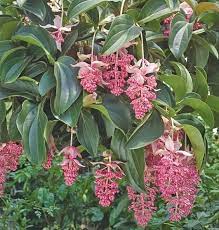 The reason is there are many tropical canna plants for sale results we have discovered especially updated the new coupons and this process will take a while to present the best result for your searching. Pin On Jardines En Miniatura