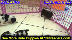 Raised and socialized in our home. Puppies For Sale Waukesha Wi