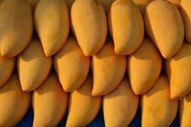 Jamaican East Indian & Julie Mangoes Now Available In South Florida